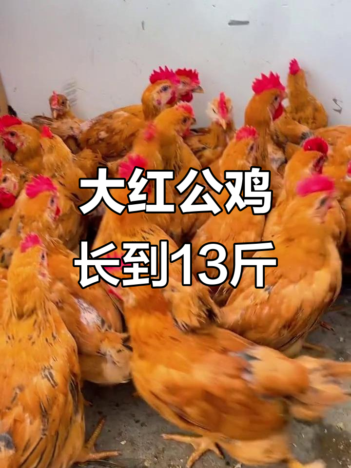 网购大红公鸡,13斤重超乎想象