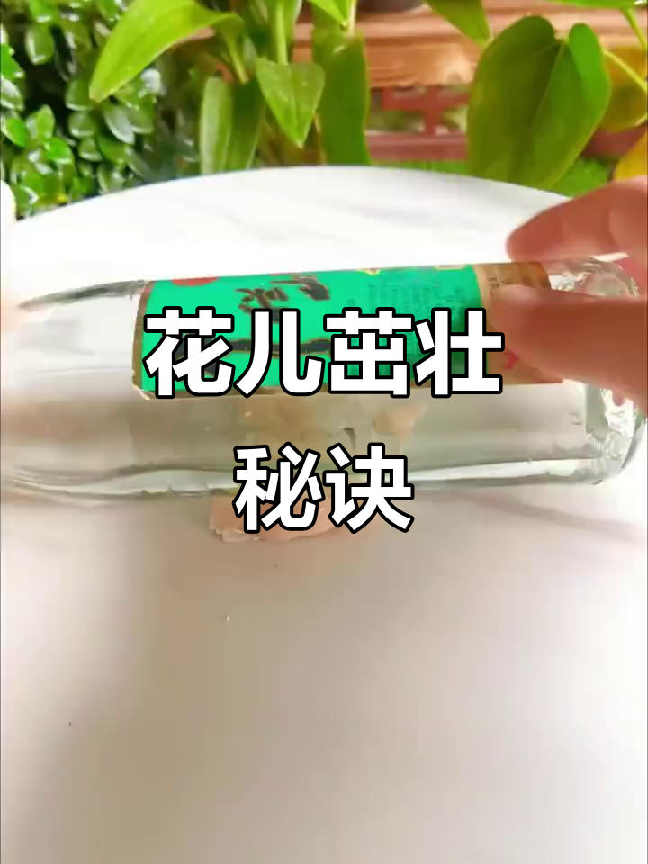 鸡蛋壳碾碎加白醋,养花效果惊人,叶片茂盛花开不断