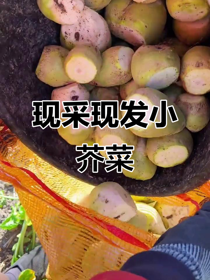 田间地头新鲜发货,小芥菜疙瘩带回家做美味咸菜