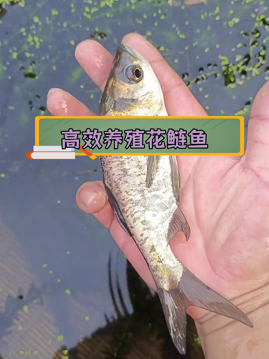 花鲢鱼:滤食性鱼类,快速生长保护水质