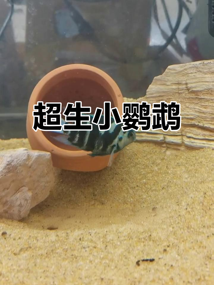 迷你鹦鹉鱼疯狂繁殖,一胎接一胎停不下来!
