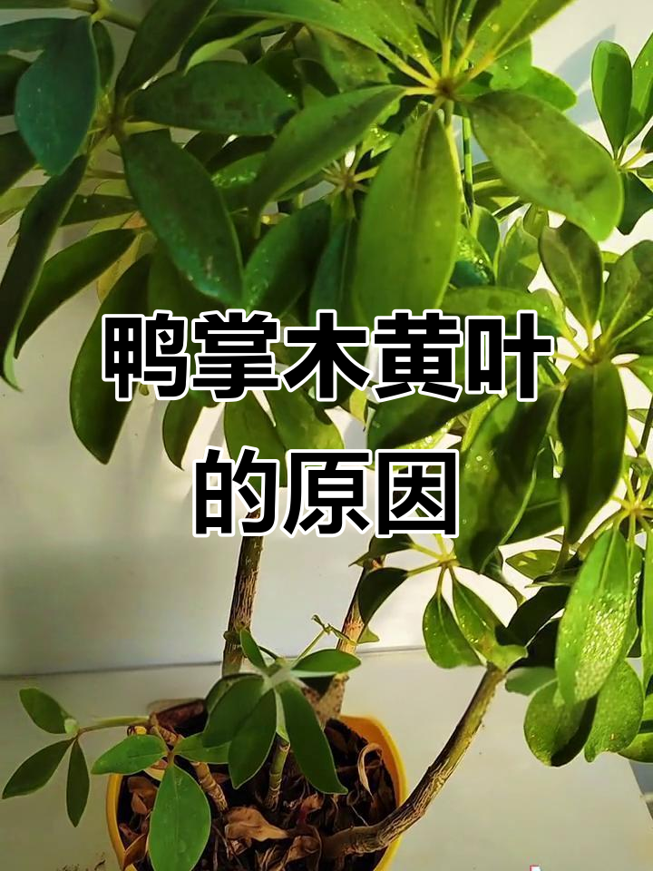 鸭掌木叶片发黄?这些原因你得知道