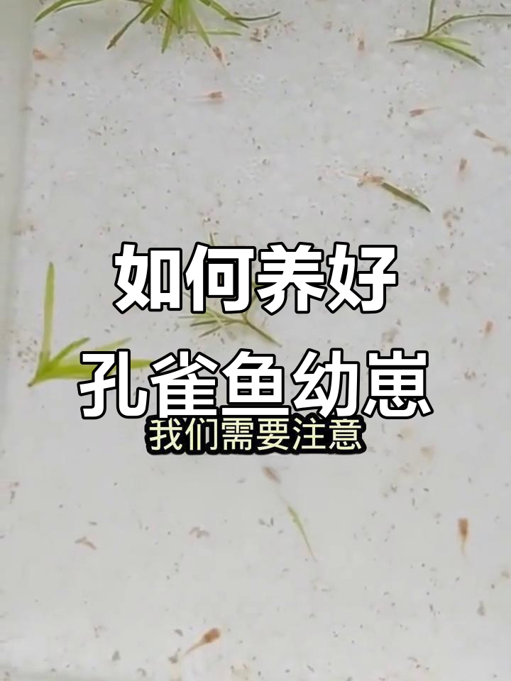 孔雀鱼幼崽养护全攻略：从喂食到水质管理
