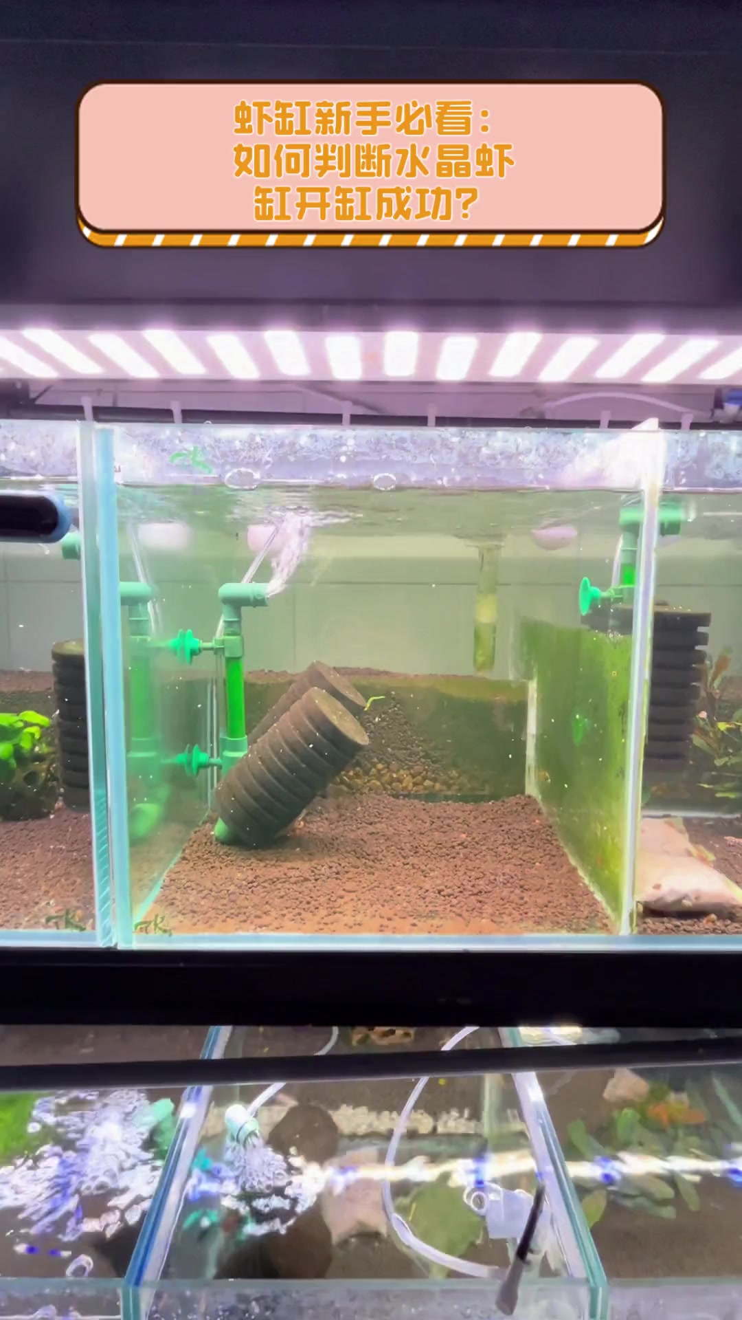 虾缸新手必看:如何判断水晶虾缸开缸成功?