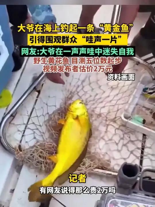 大爷在海上钓起一条“黄金鱼”,引得围观群众“哇声一片”网友:大爷在一声声哇中迷失自我。野生
