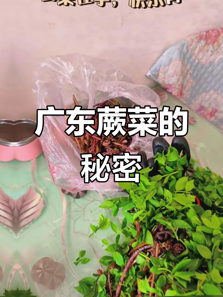 广东蕨菜大揭秘,皮皮牙的独特美味