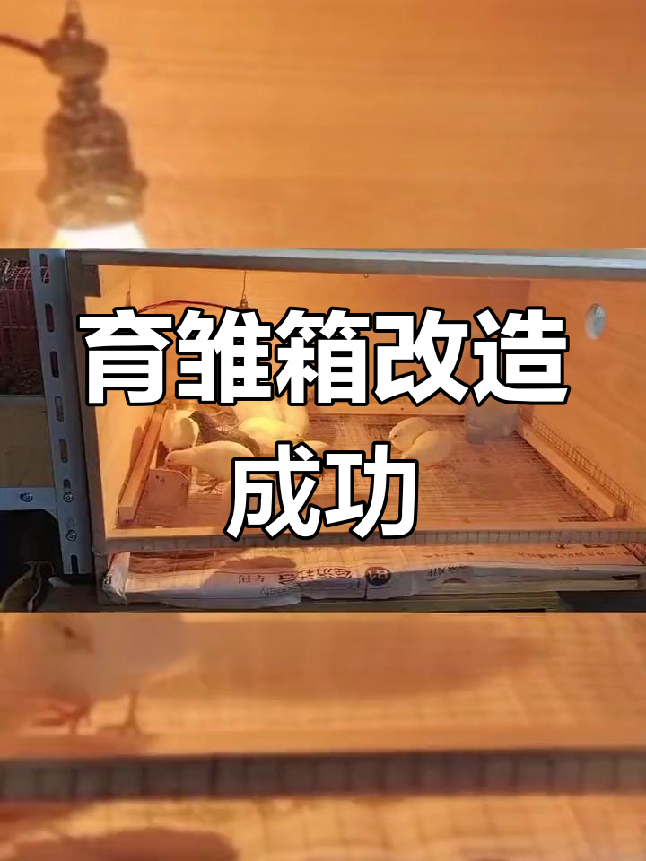 天气炎热,改造育雏箱为透气漏粪鸡笼