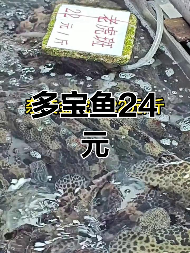广州沙园市场海鱼价格走低,多宝鱼仅24元