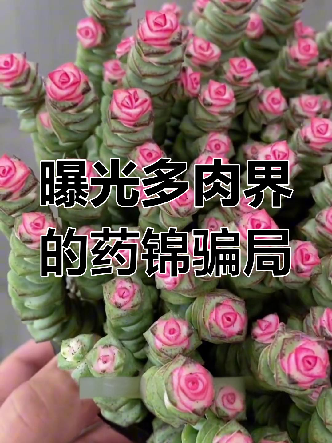 多肉植物骗局揭秘:这些“美丽”背后藏着药锦陷阱