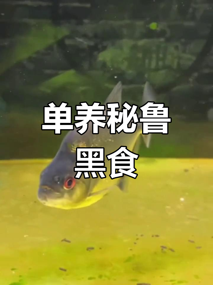 秘鲁黑食水虎鱼单养体验