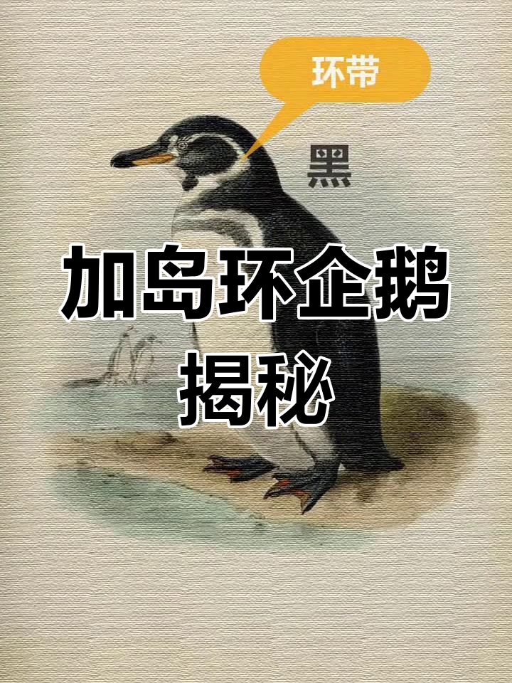 赤道附近的神秘企鹅,数量稀少却能在水中迅速行动