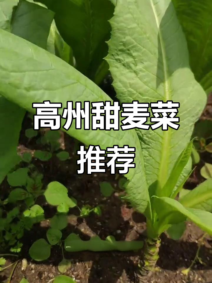 这款甜麦菜,耐热抗湿,新手也能轻松种植!