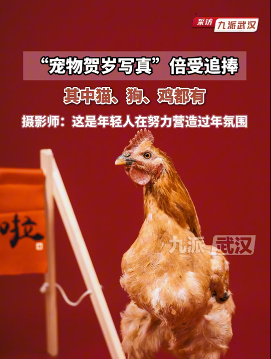 武汉一“宠物贺岁写真”备受追捧,年轻摄影师给猫猫、狗狗、公鸡等宠物拍照