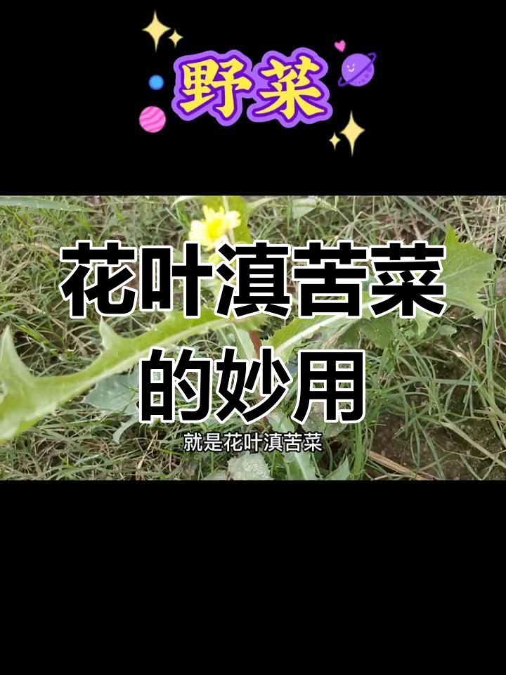 浑身长刺的滇苦菜,竟是青少年生长的好帮手!