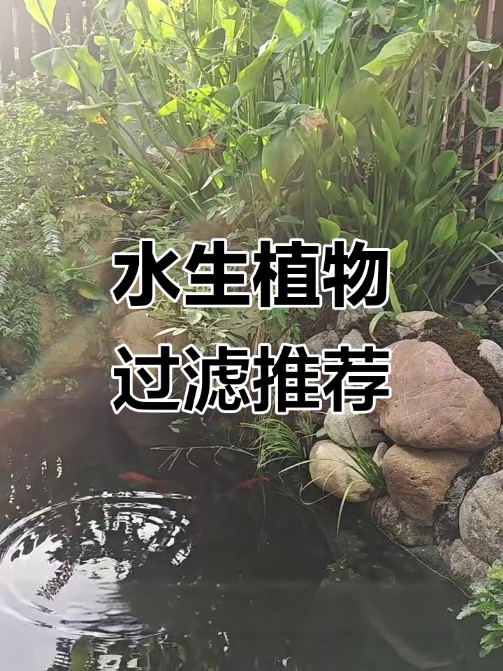 打造完美生态鱼池:水生植物吸污能力最强清单