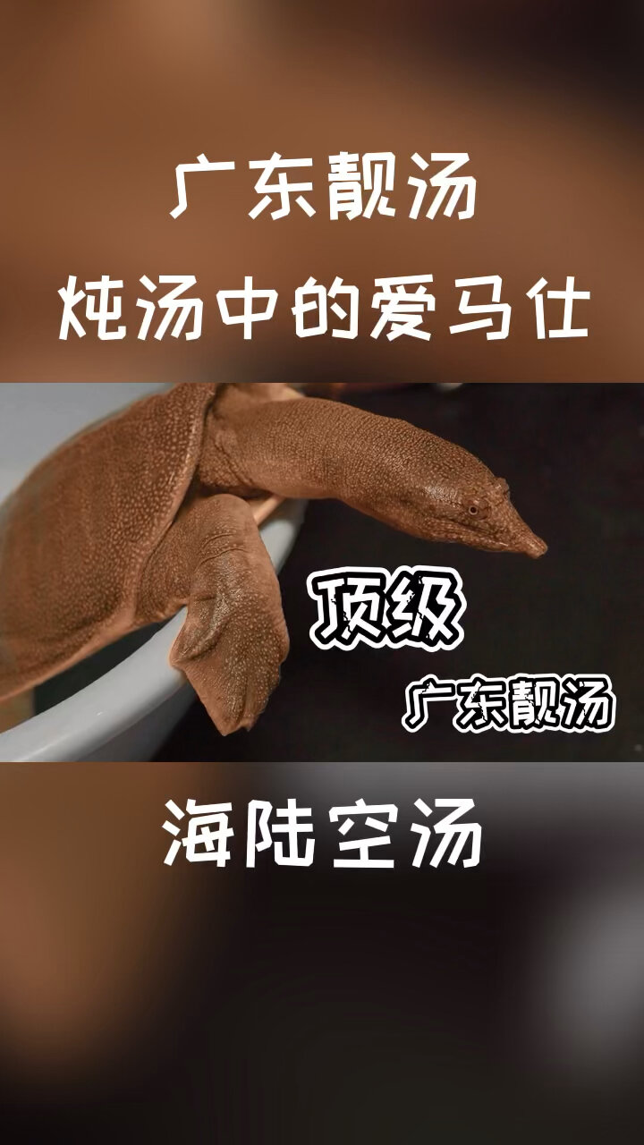 炖汤中的爱马仕,大厨教酒店级顶级靓汤