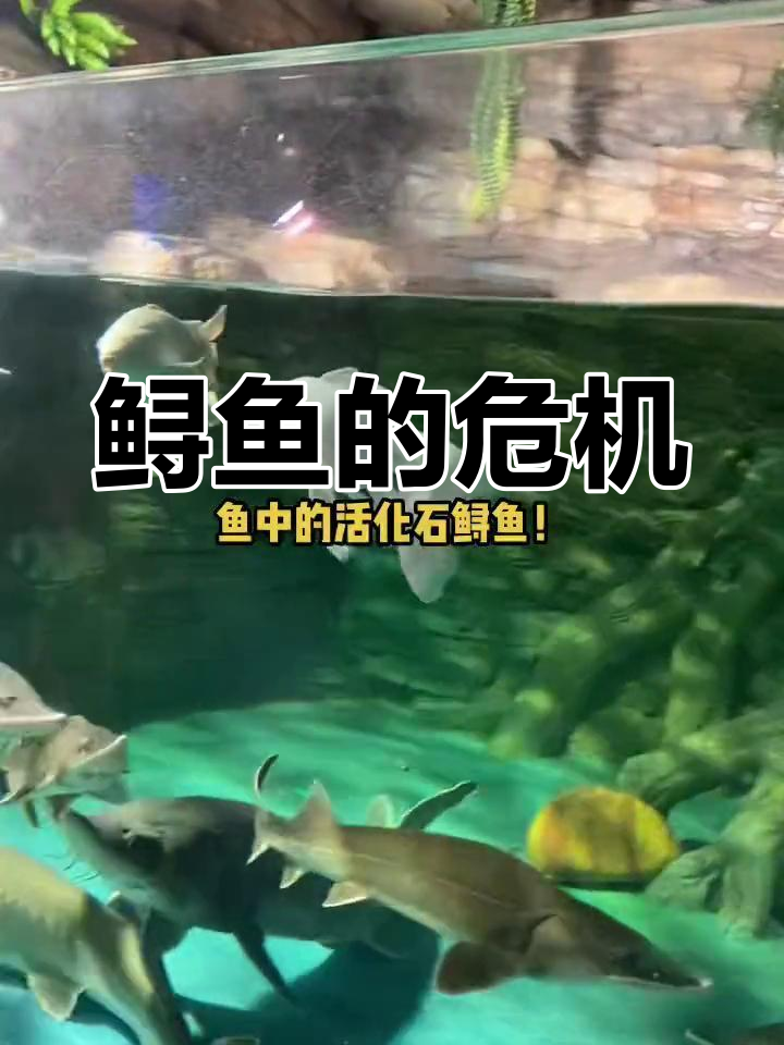 鲟鱼是全球最古老的鱼类,如今面临濒危