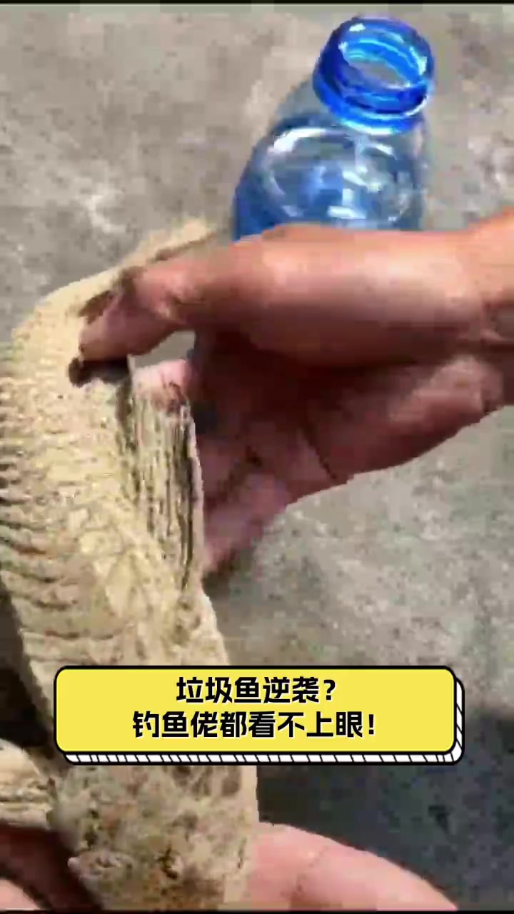 垃圾鱼逆袭?钓鱼佬都看不上眼!
