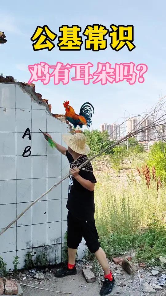 鸡有耳朵吗