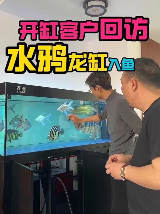水鸦鱼缸客户回访,入鱼 从开缸到入鱼10天,科学的开缸确实能快速入鱼,并且不死鱼。(大哥就