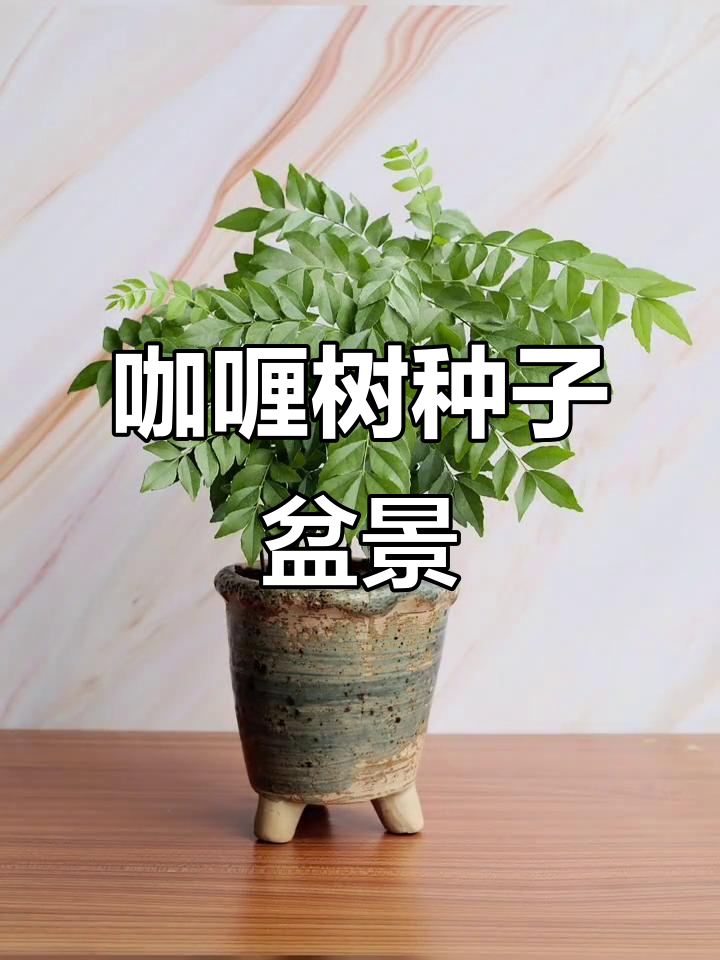 咖喱树种子盆栽,轻松打造独特植物景观