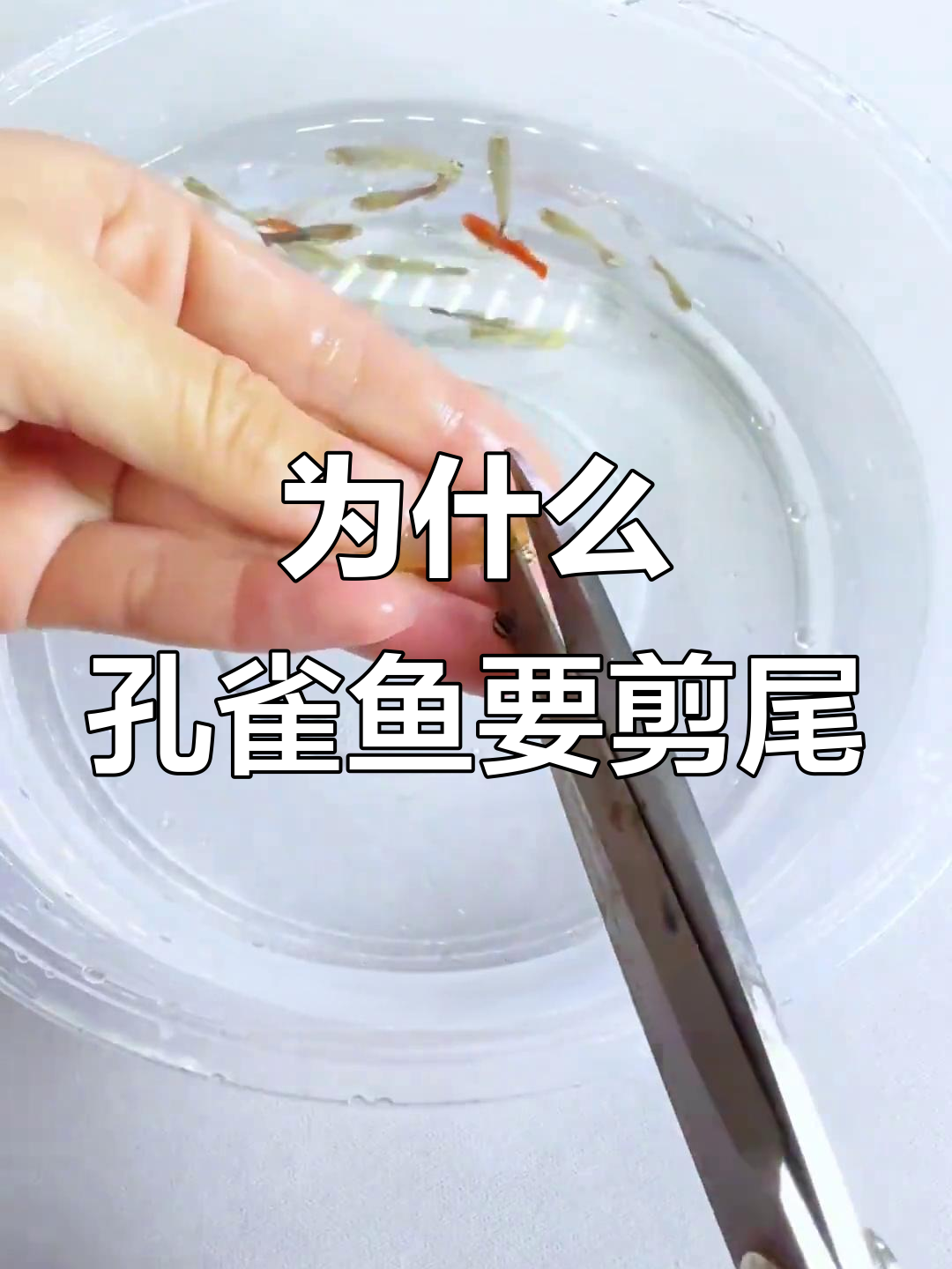 孔雀鱼尾巴过大竟会致命，剪尾技巧大揭秘