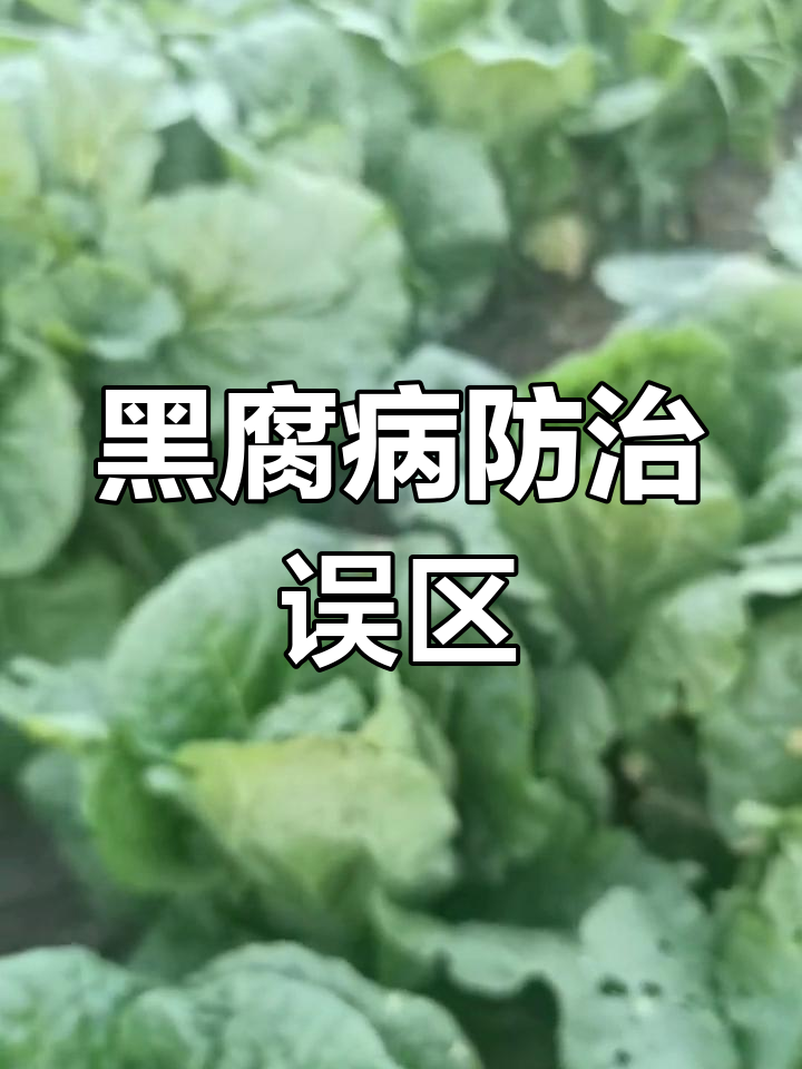 白菜娃娃菜黑腐病误治,选对药才能有效防控