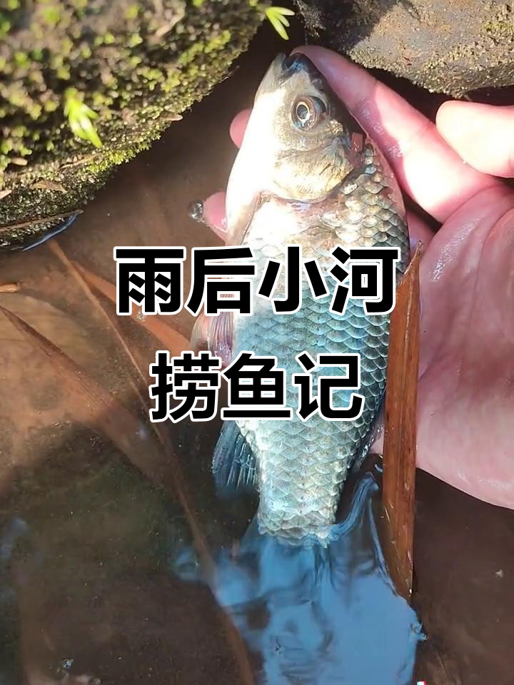 小溪边抓鱼大作战，意外发现三丁鱼和大板鲫