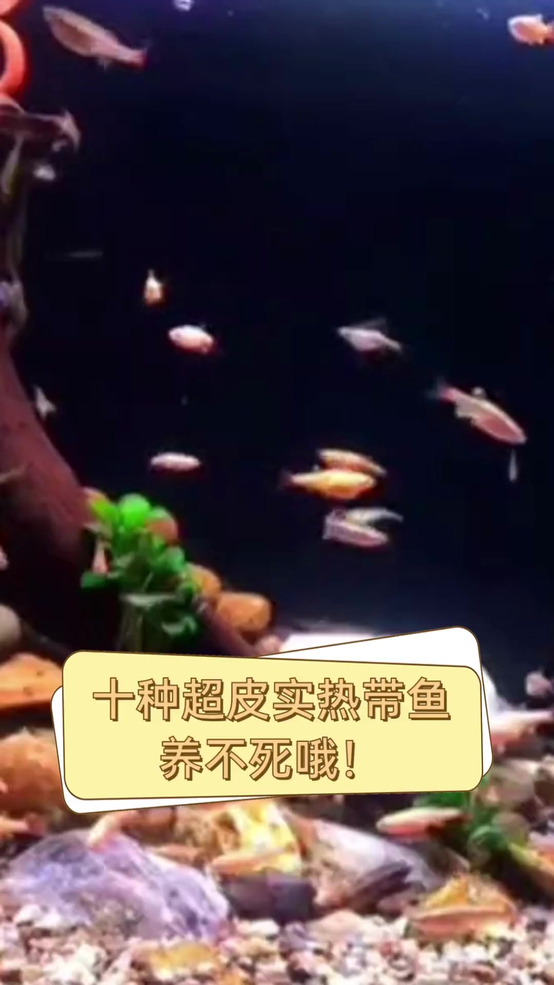 十种超皮实热带鱼,养不死哦!