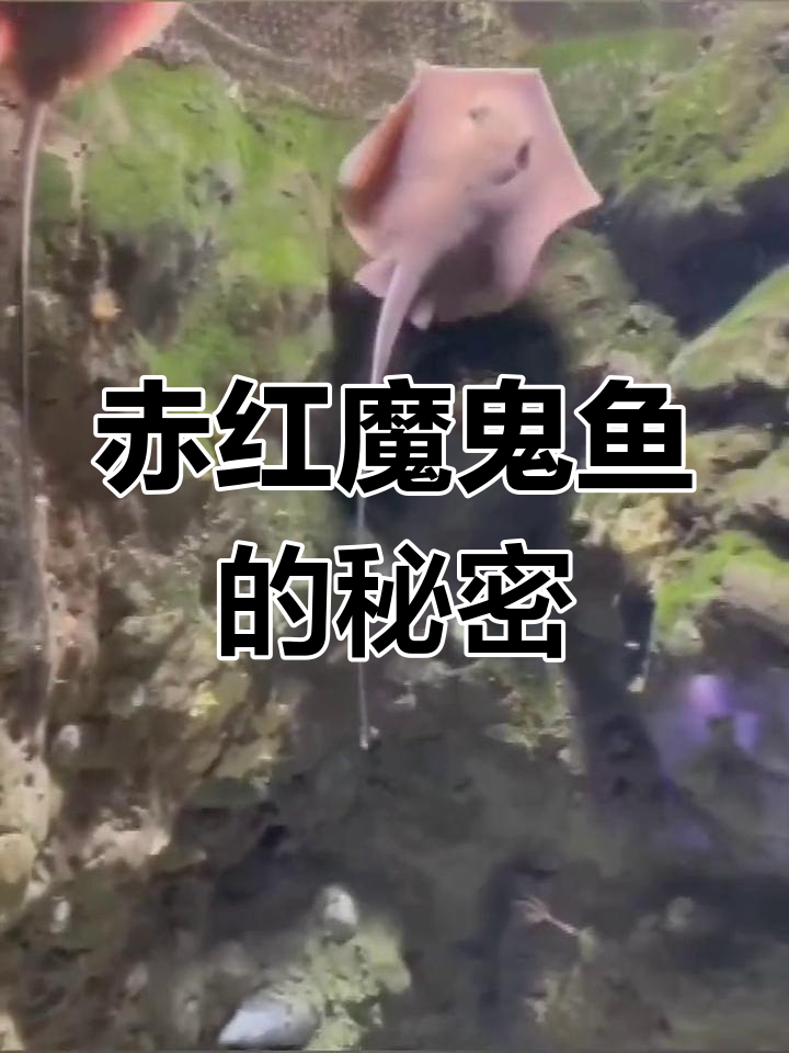 赤红魔鬼鱼:海洋中的神秘刺魟,揭秘它的独特特征与分布