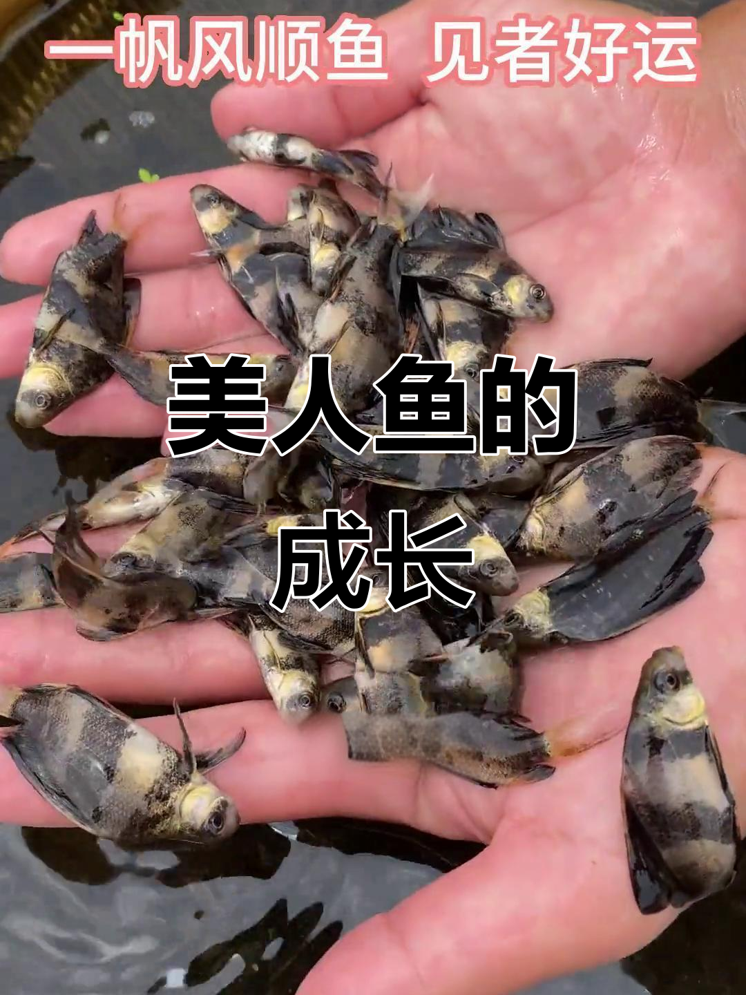 一帆风顺鱼,底层杂食性,生长迅速可达二十斤