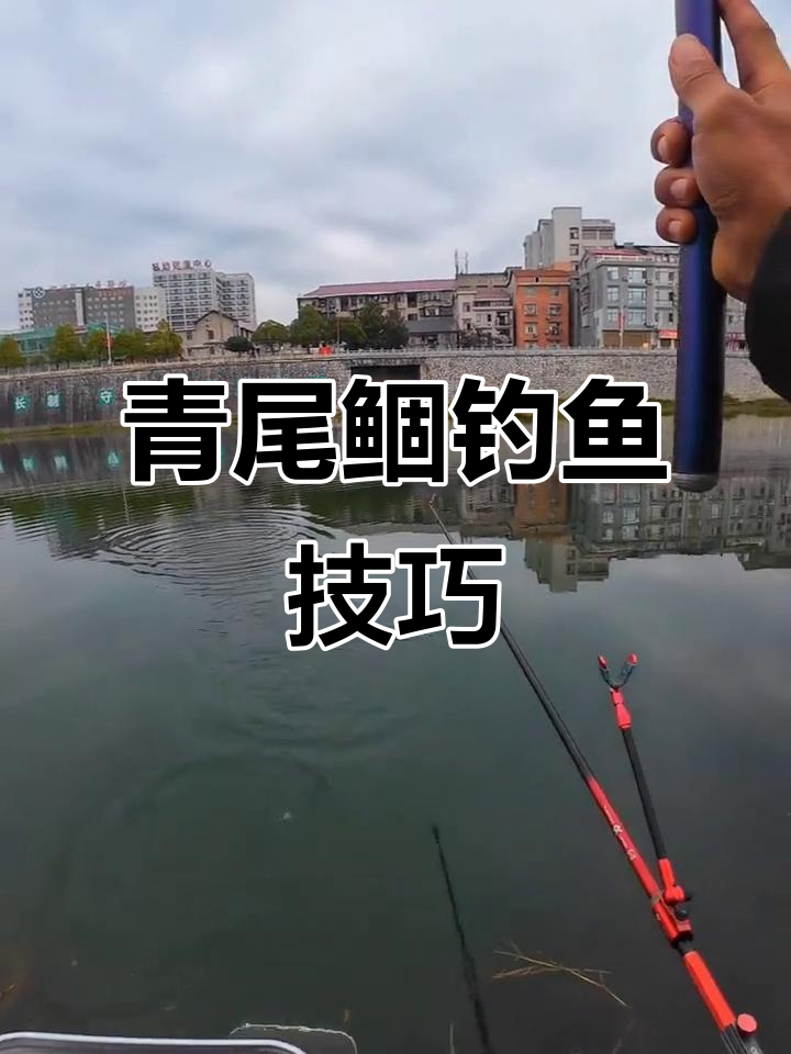 青尾鲴钓法揭秘：打重窝、短子线，跑铅技巧全解析