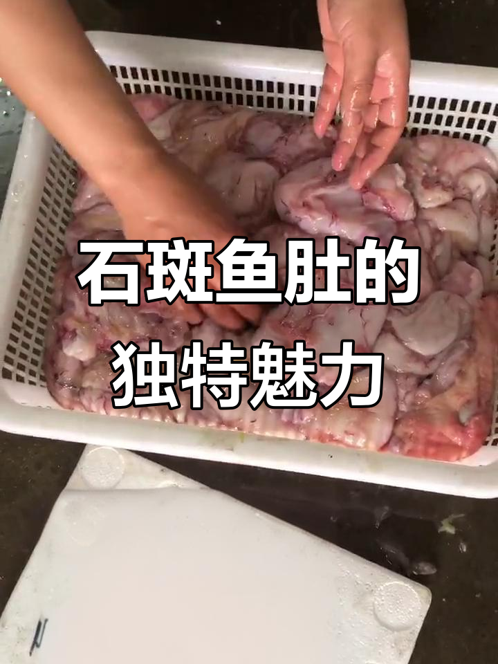 石斑鱼肚比猪肚更美味,营养丰富不容错过