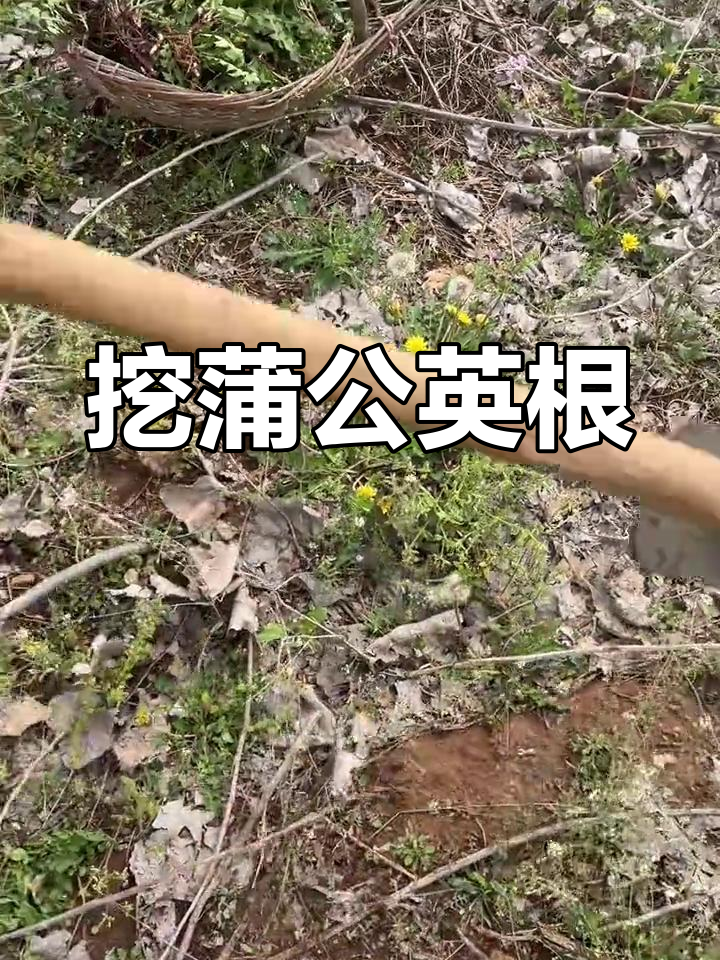野生蒲公英根茎挖掘全过程