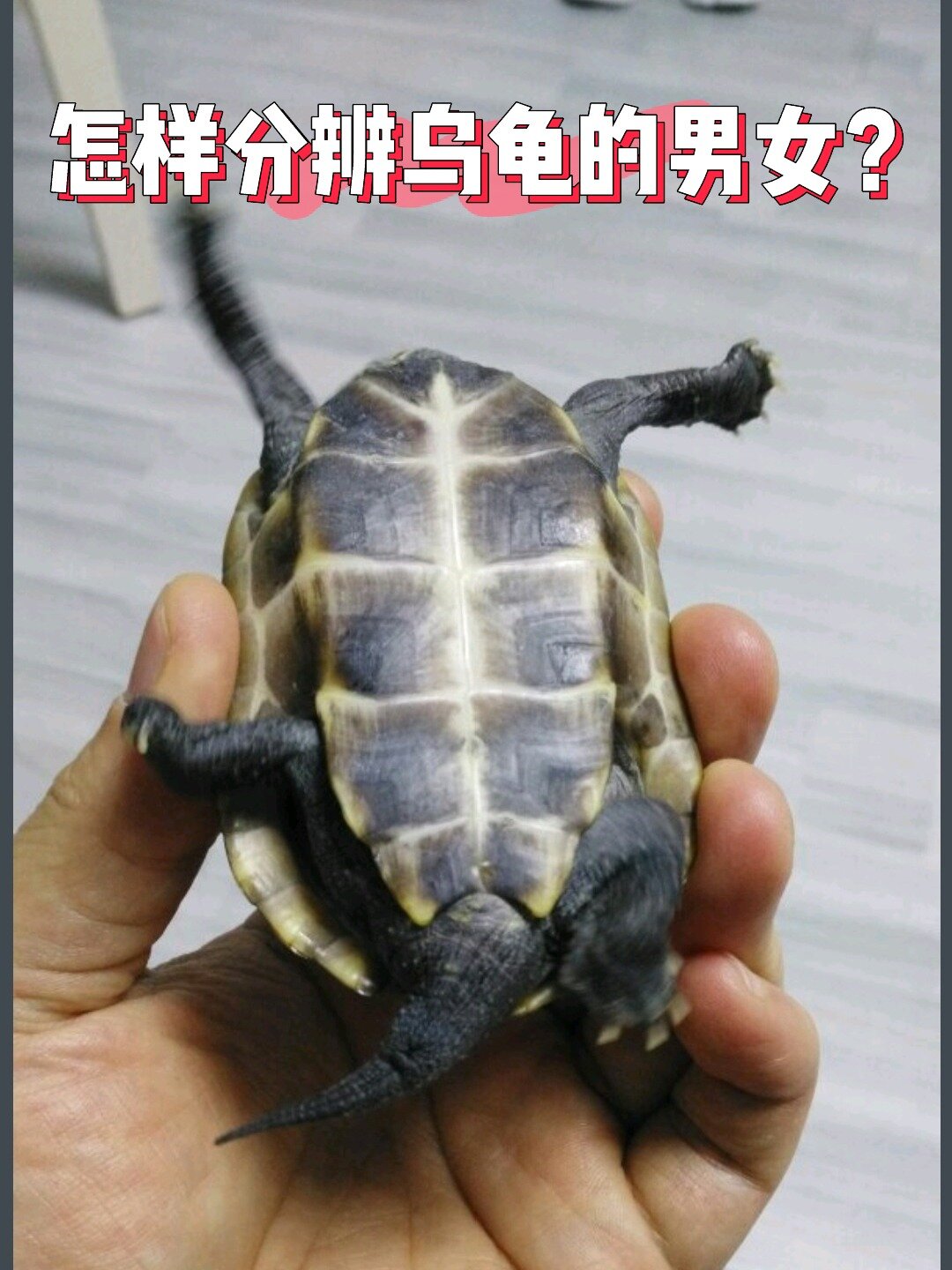 乌龟公母怎么分辨区分公龟母龟有什么区别