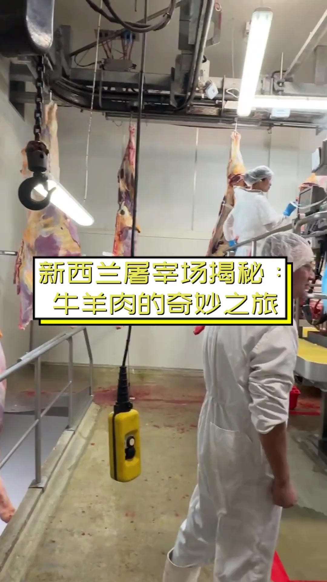 新西兰屠宰场揭秘:牛羊肉的奇妙之旅