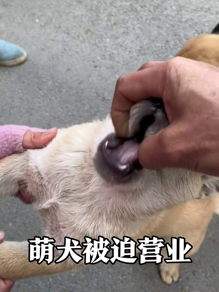 小黄狗被轮流rua,检查牙齿时秒变表情包