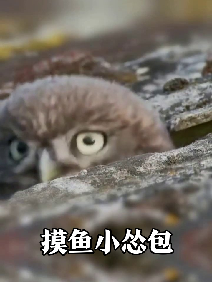 猫头鹰雏鸟躲石缝探头观察,每帧都是摸鱼表情包
