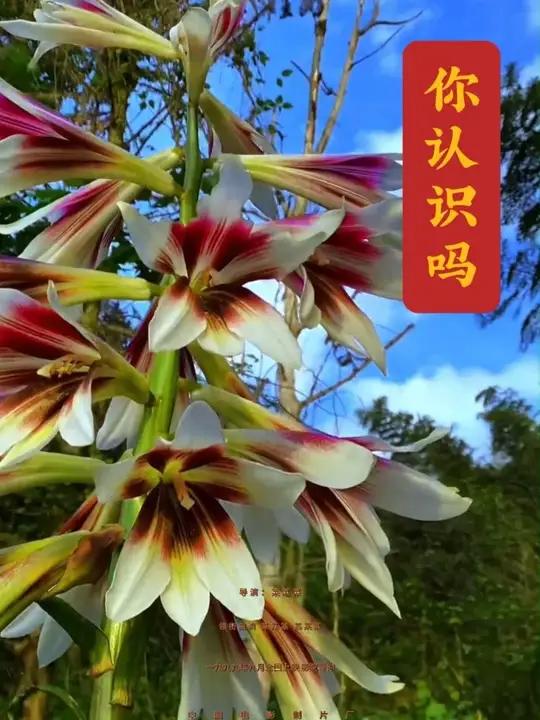 大叶百合,稀罕,你认识吗