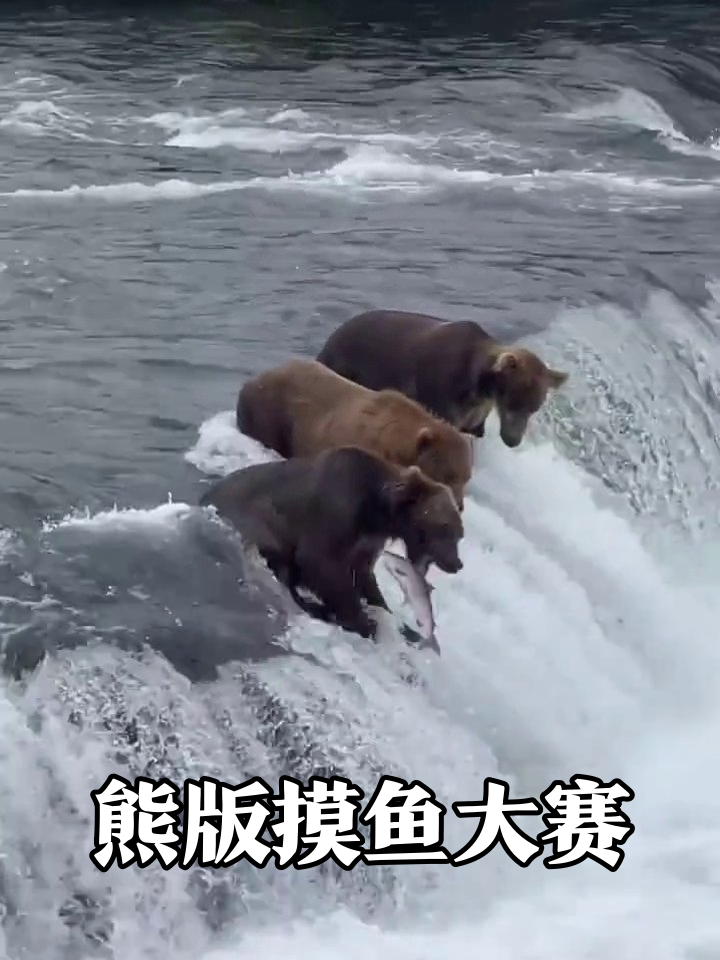 三只熊瀑布边集体摸鱼,抓到鱼就开溜,队友都看呆了