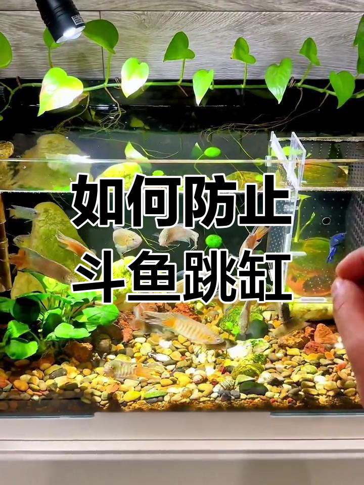 斗鱼跳缸原因及解决方法