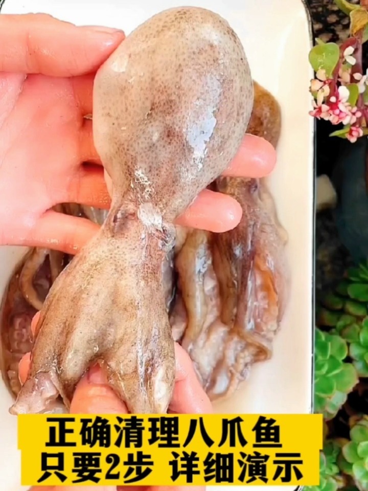 20秒手把手教会你清理八爪鱼,一定收藏备用