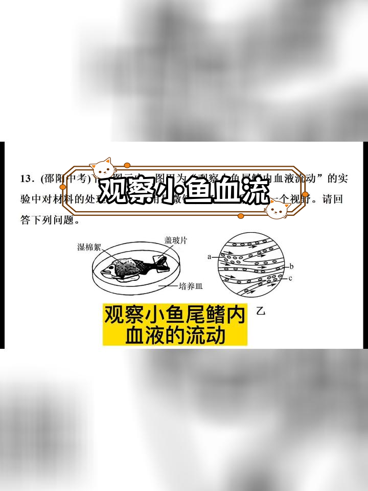 小鱼尾鳍血液流动实验解析