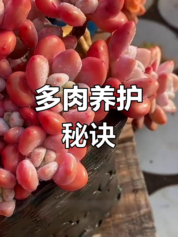 洛神养护秘籍,其他多肉问题留言交流!