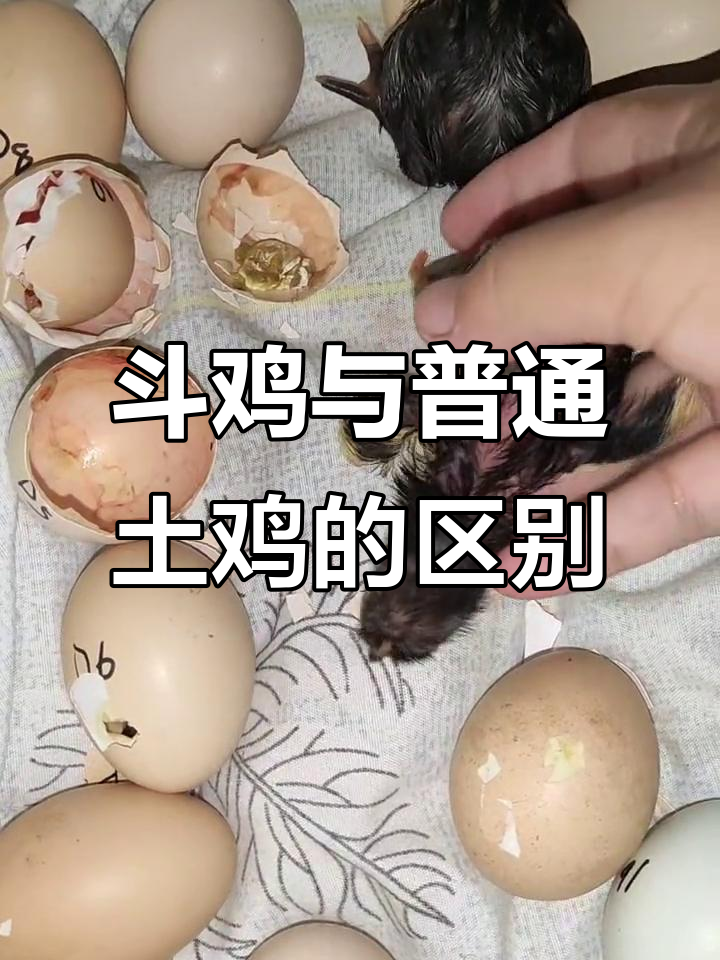 斗鸡和土鸡刚出生时,差别竟然这么大!