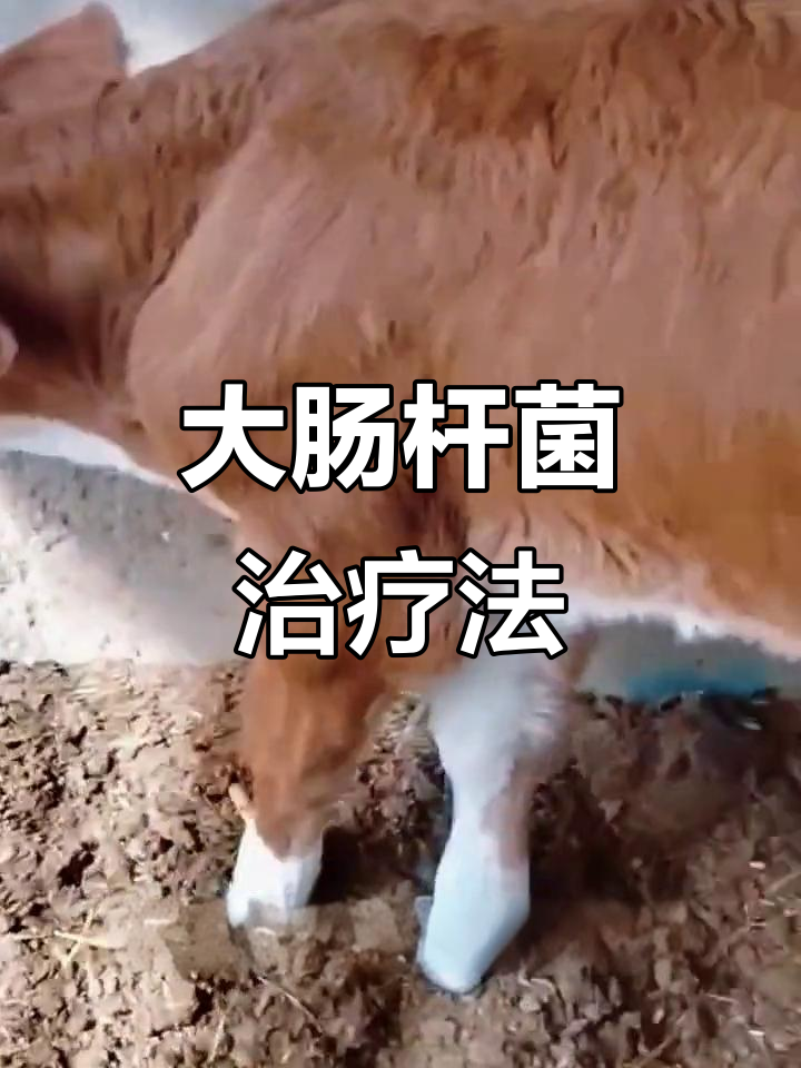 快速治愈牛大肠杆菌,防止病情扩散