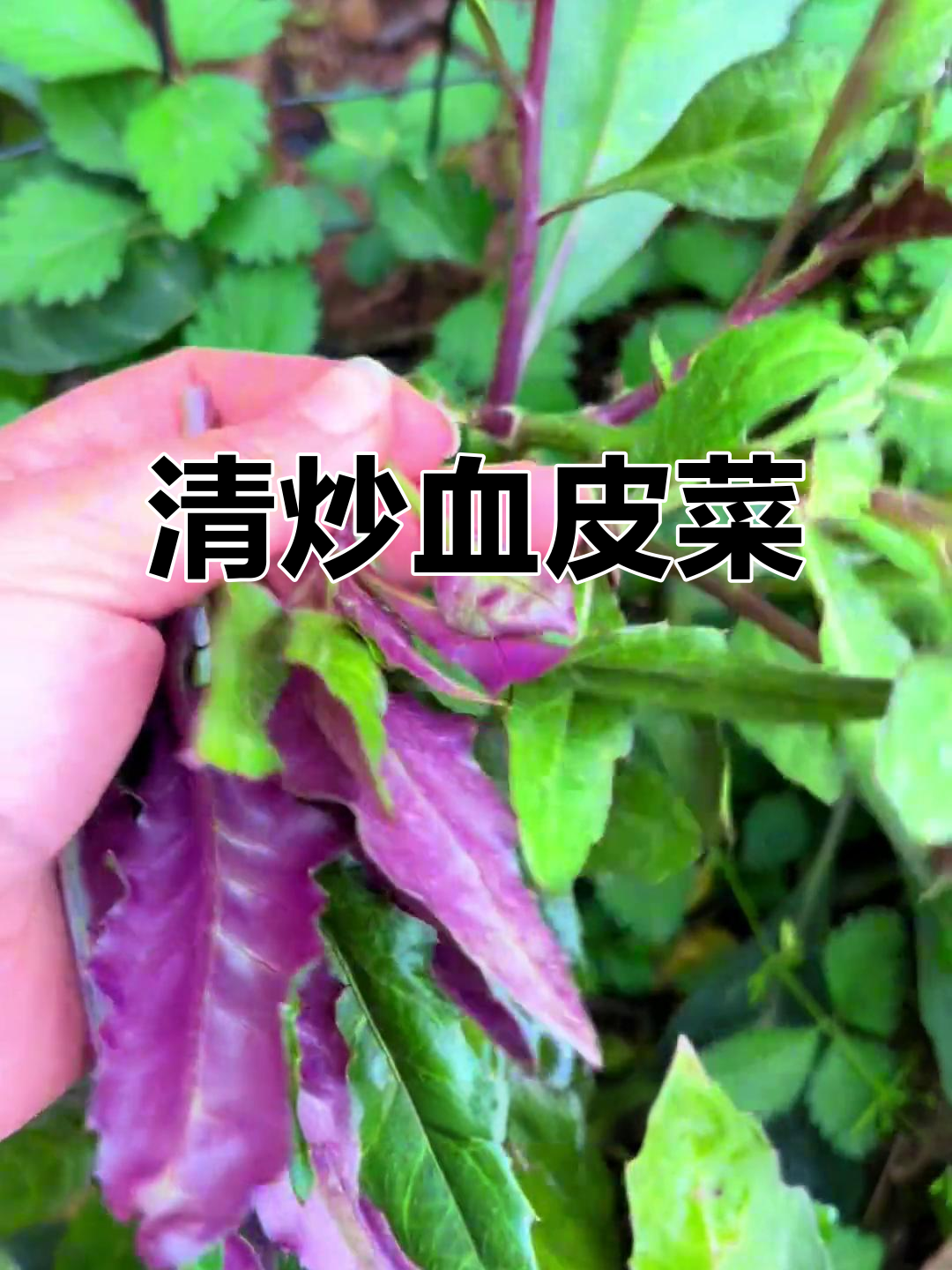 四川特色血皮菜,四季常伴的绿色宝藏