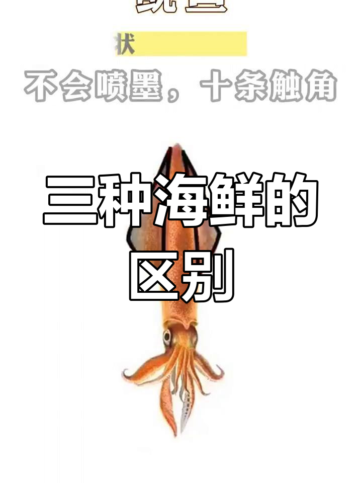 鱿鱼、墨鱼和章鱼的三大区别,学会这句话轻松分辨