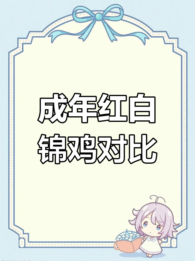 红腹锦鸡与白腹锦鸡,成年的美丽对比