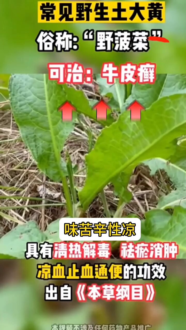 “野菠菜”居然有这种作用